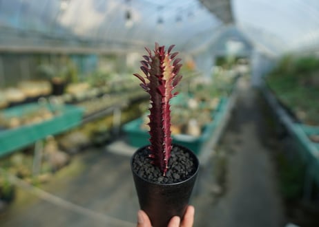 ユーフォルビア　紅彩雲閣　Euphorbia trigona f. rubra　No.2