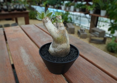 パキポディウム　エブレネウム　Pachypodium eburneum  No.1
