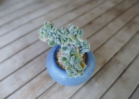 エケベリア　フロスティー　Echeveria pulvinata "Frosty"