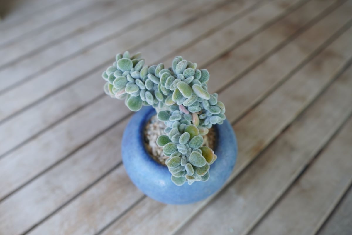 おまとめ中！多肉植物^o^  プルビナータ フロスティ 144:Echeveria 'Pulvinata Frosty' (エケベリア プルビナータフ