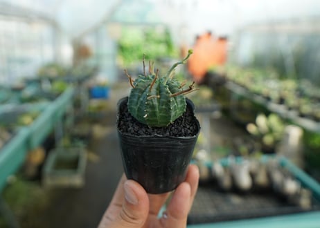 ユーフォルビア　スーパーバリダ　Euphorbia super valida  No.4
