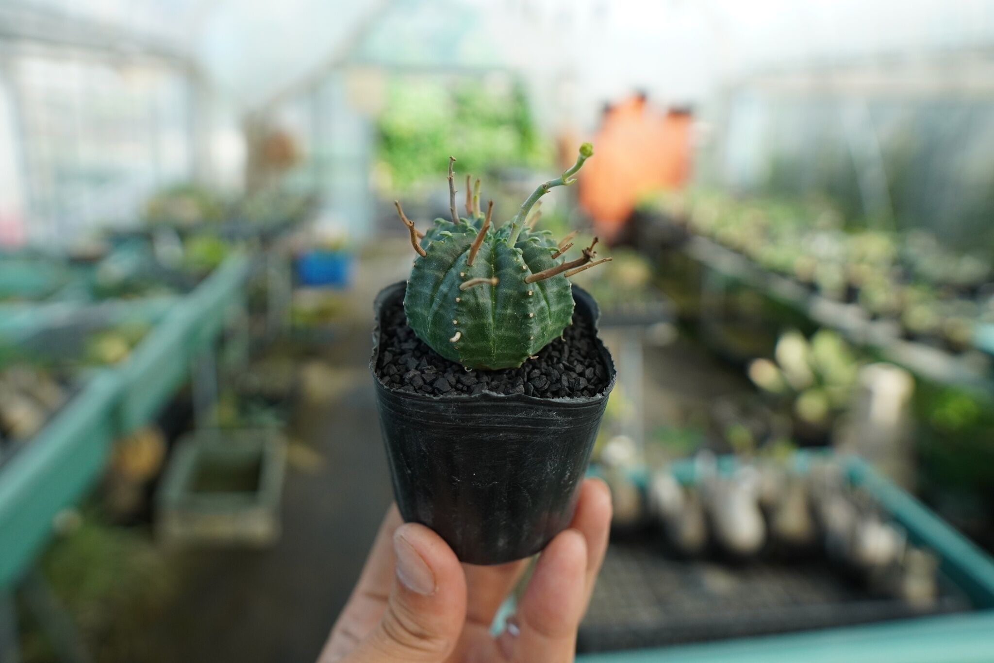 ユーフォルビア スーパーバリダ Euphorbia super valida No.4 |