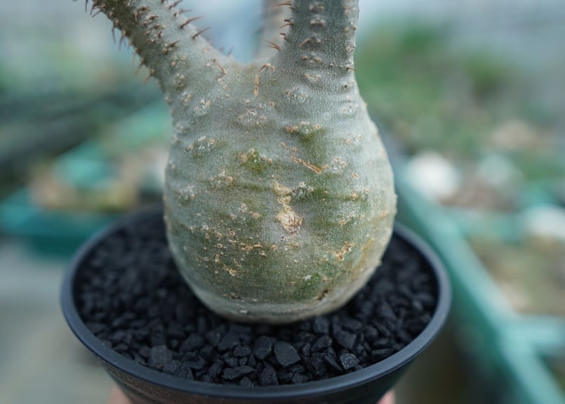 パキポディウム グラキリス Pachypodium Gracilius No.5 | ma
