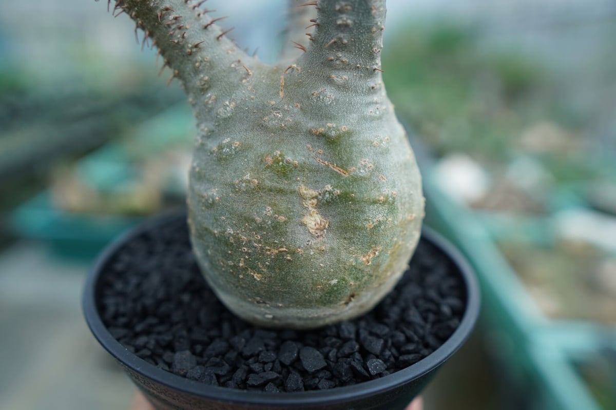 パキポディウム グラキリス Pachypodium Gracilius No.5 | ma パキポディウム グラキリス Pachypodium Gracilius No.5 | ma