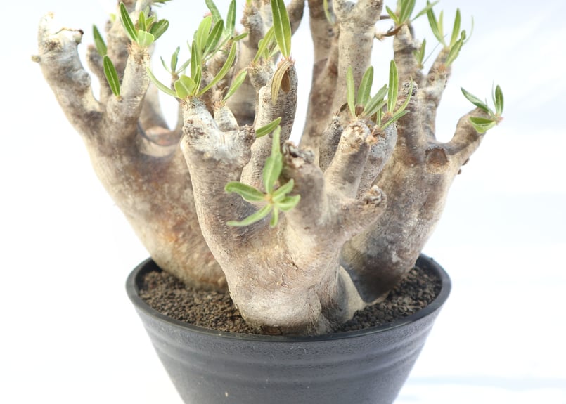 即決特価　パキポディウム・イノピナツム （イノピナーツム）　現地球　ベアルート株 パキポディウム イノピナツム 現地球