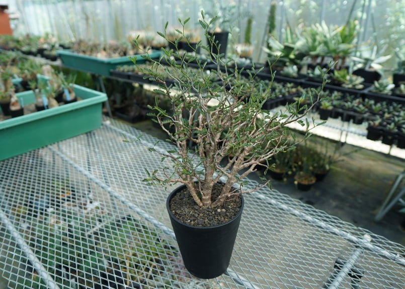 センナ メリディオナリス Senna meridionalis | mana's farm:塊