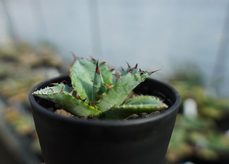 アガベ　チタノタ　ブルー　agave titanota Blue 　No.2