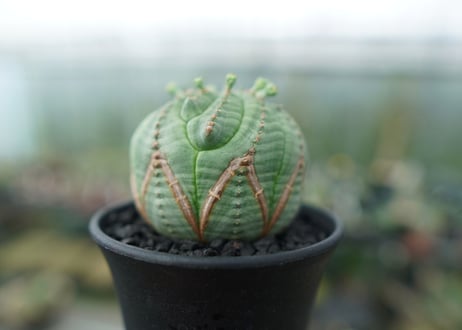ユーフォルビア　オベサ　Euphorbia obesa