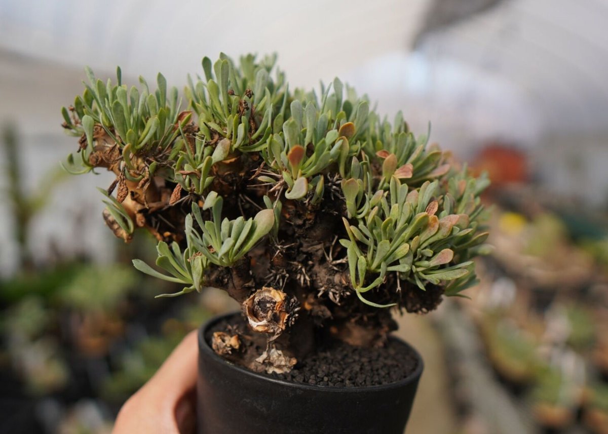 オトンナ・ユーフォルビオイデス Othonna euphorbioides No.12 オトンナ・ユーフォルビオイデス Othonna euphorbioides No.12