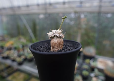 オトンナsp　スタインコフ　Othonna steinkopf　No.2