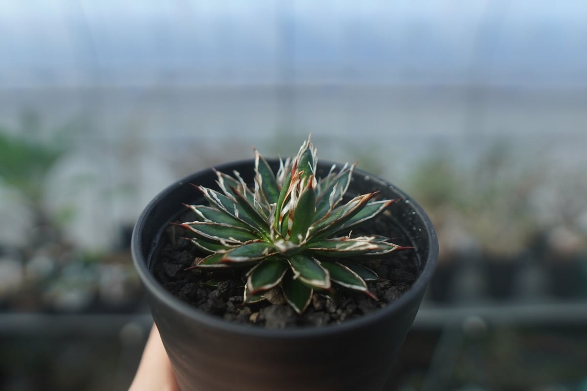 アガベ フィリフェラ シディゲラ agave filifera ssp. schidigera