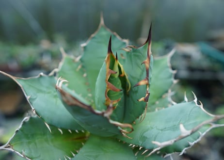 アガベ　チタノタ　FO-76　agave titanota  FO-76  No.3