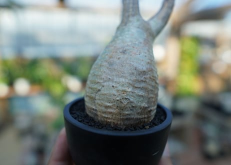 【未発根】パキポディウム　グラキリス　 Pachypodium Gracilius  No.18