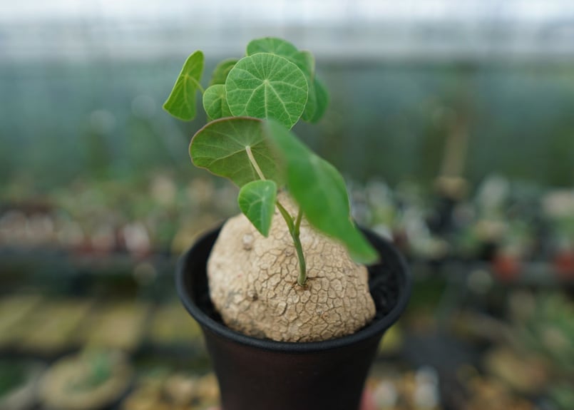 ステファニア　エレクタ　観葉植物　グリーン　サイズ大　塊根 ステファニア エレクタ Stephania erecta | mana's farm:塊根植物