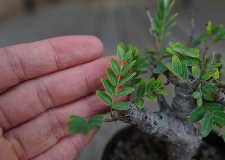 センナ　メリディオナリス　Senna meridionalis　No.1