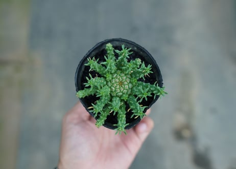 ユーフォルビア　ゴルゴニス　Euphorbia gorgonis  No.2