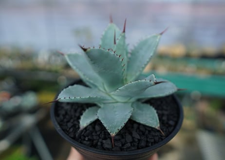 アガベ　ドラゴントゥース　Agave Dagontoes　No.2