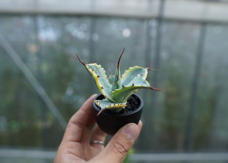【抜き苗】アガベ 怒雷神錦　Agave potatorum verschaffeltii  No.2