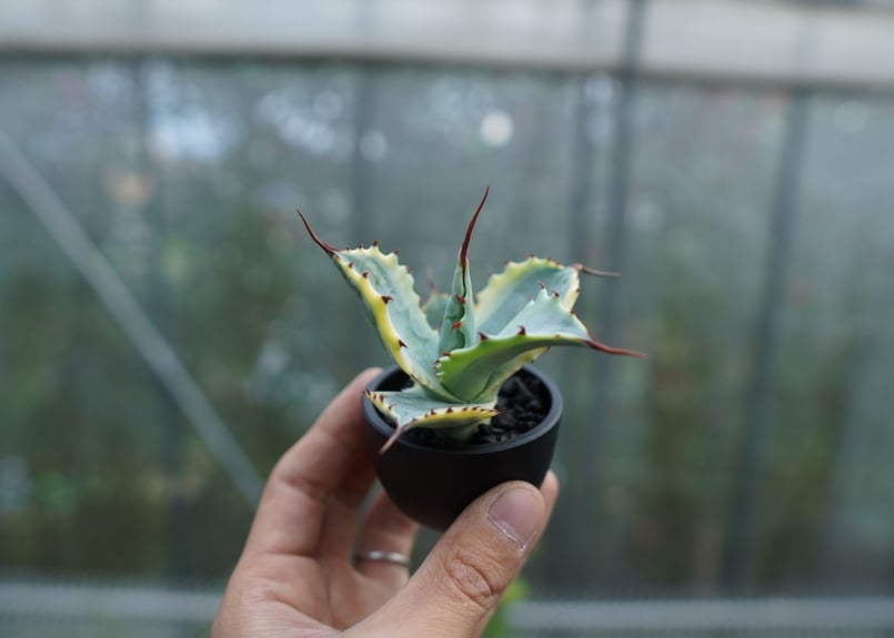 抜き苗】アガベ 怒雷神錦 Agave potatorum verschaffeltii N