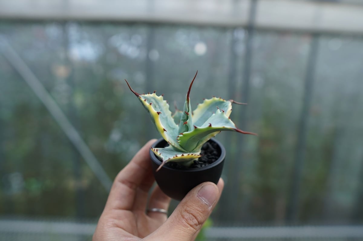 抜き苗】アガベ 怒雷神錦 Agave potatorum verschaffeltii N