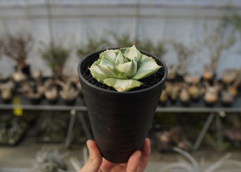 アガベ 王妃雷神錦 白中斑 Agave “Ohi Raijin Nishiki Shirona