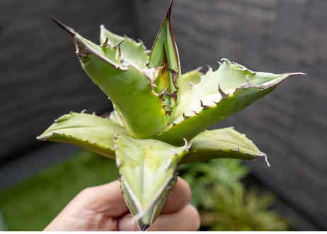Agave Sowing seeds NO.8