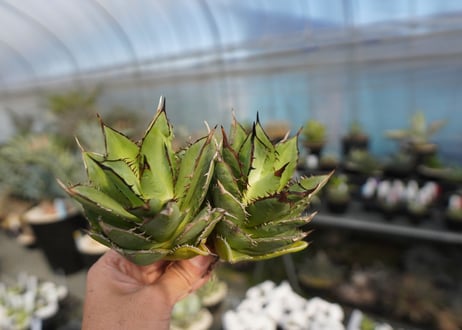 agave titanota 剣竜　No.4
