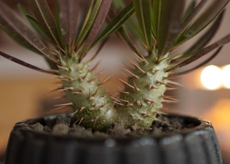 パキポディウム・ロスラーツム　ドラケイ　2頭　Pachypodium rosulatum var. drakei