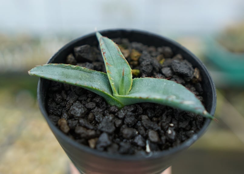 アガベ シャークスキン Agave Sharkskin No.1 | mana's farm: