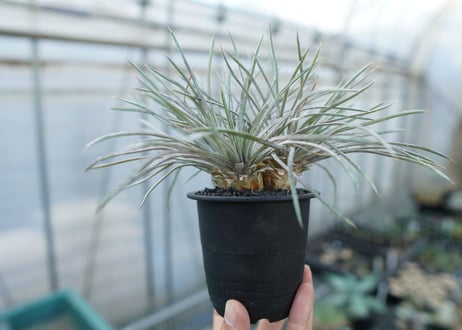 ディッキア　コリスタミネア　 Dyckia choristaminea