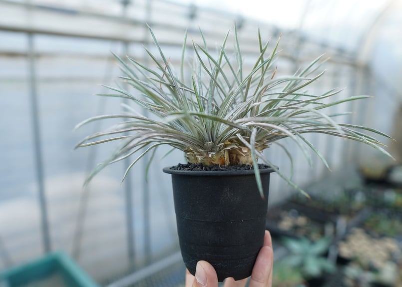 ディッキア コリスタミネア Dyckia choristaminea | mana's gr...