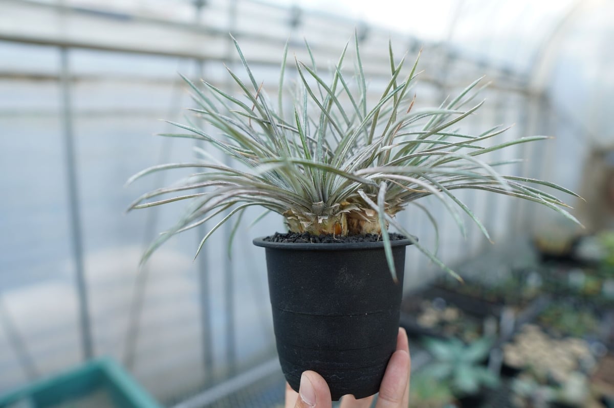 ディッキア コリスタミネア シルバー 綴化 ディッキア コリスタミネア Dyckia choristaminea | mana's fa