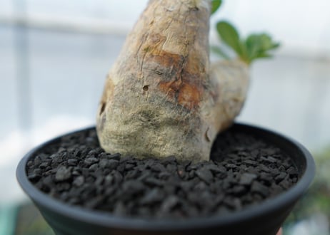 パキポディウム　エブレネウム　Pachypodium eburneum　No.3
