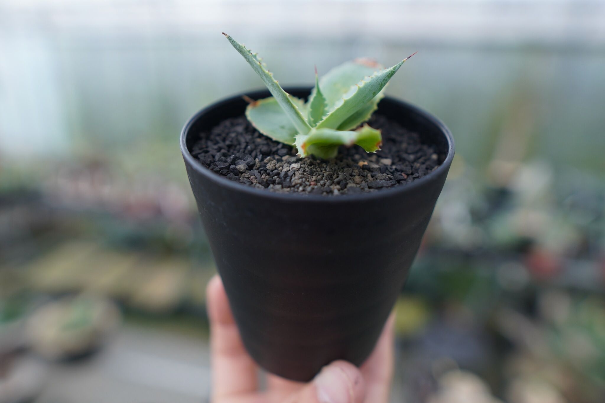 アガベ ポタトラム トレードウィンズ Agave potatorum Tradewinds N