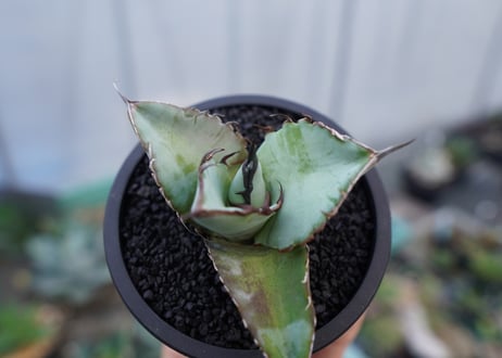 アガベ　チタノタ　ブルー　agave titanota Blue