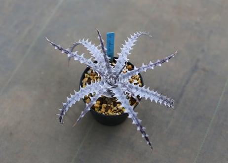 ディッキア　dyckia goehringii new form x bkk