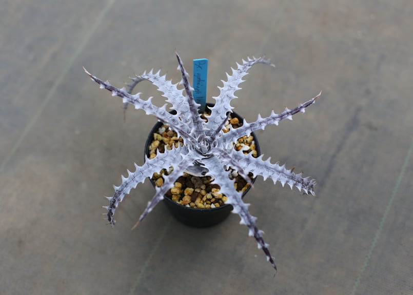 ディッキア dyckia goehringii new form x bkk | mana's