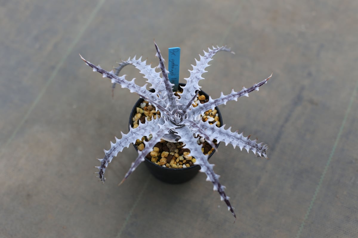 ディッキア dyckia goehringii new form x bkk | mana's