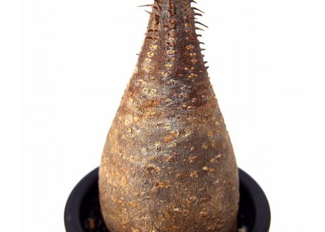 Pachypodium Gracilius パキポディウム  グラキリス  №7  little