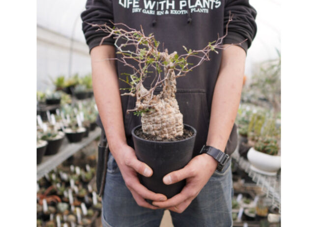 オペルクリカリア パキプス No.2 | mana's farm:塊根植物・アガベ