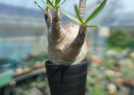 パキポディウム　グラキリス　Pachypodium gracilius　No.1