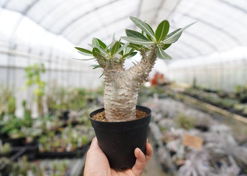 パキポディウム ホロンベンセ | mana's farm:塊根植物・アガベ・ドライ