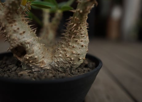 パキポディウム　デンシフローラム　Pachypodium densiflorum