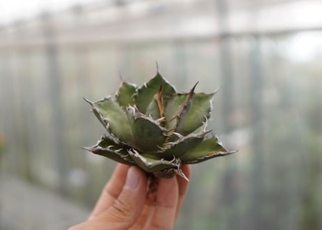 Agave titanota FO-76 C NO.5