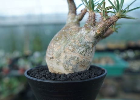 パキポディウム　グラキリス　 Pachypodium Gracilius  No.5