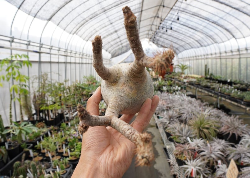 パキポディウム・グラキリス 抜き苗 〈19〉 | mana's farm:塊根植物