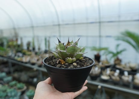 アガベ　チタノタ　FO-76　agave titanota  FO-76　No.8