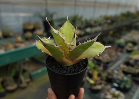 アガベ　チタノタ　 獅子光 agave titanota Lion light 子株  No.2