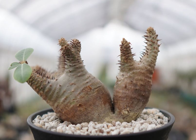 パキポディウム マカイエンセ Pachypodium Makayense NO.2 | man
