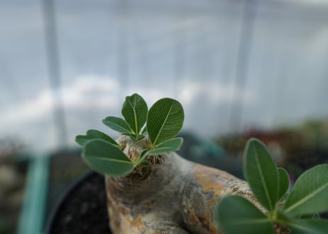 パキポディウム　エブレネウム　Pachypodium eburneum　No.3